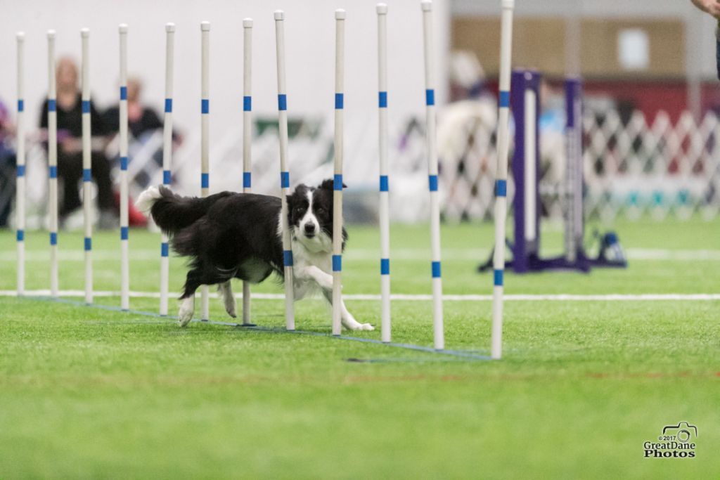 Cloud Nine’s Dog Training Classes in Minnesota