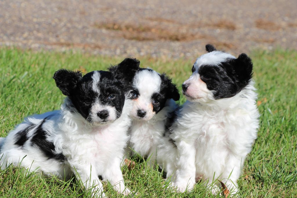Where To Start With Your New Puppy Or Dog