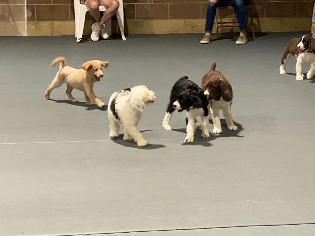 PUPPY SOCIAL HOUR